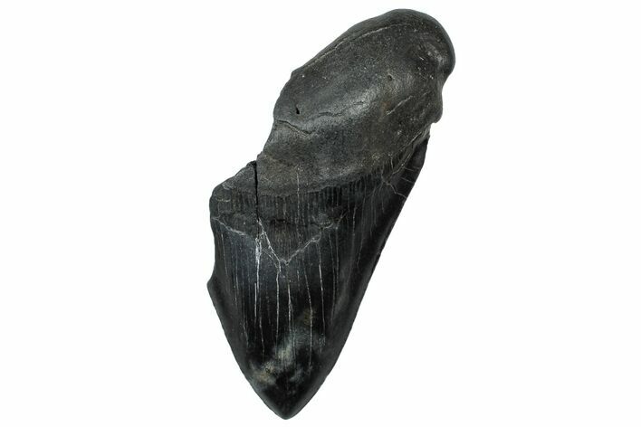 Partial Fossil Megalodon Tooth - South Carolina #300152
